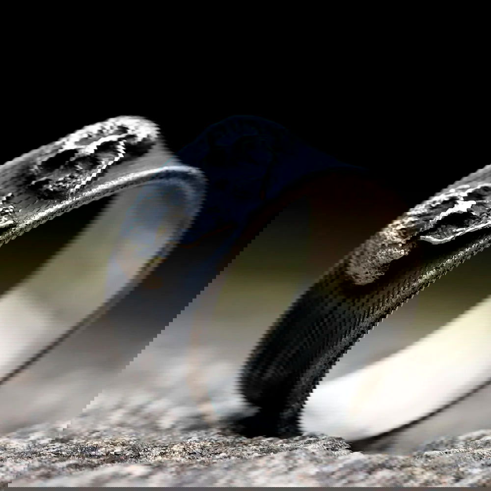 Double Skull Ring Mens - Stainless Steel Silver - Unisex - That Rock Aesthetic