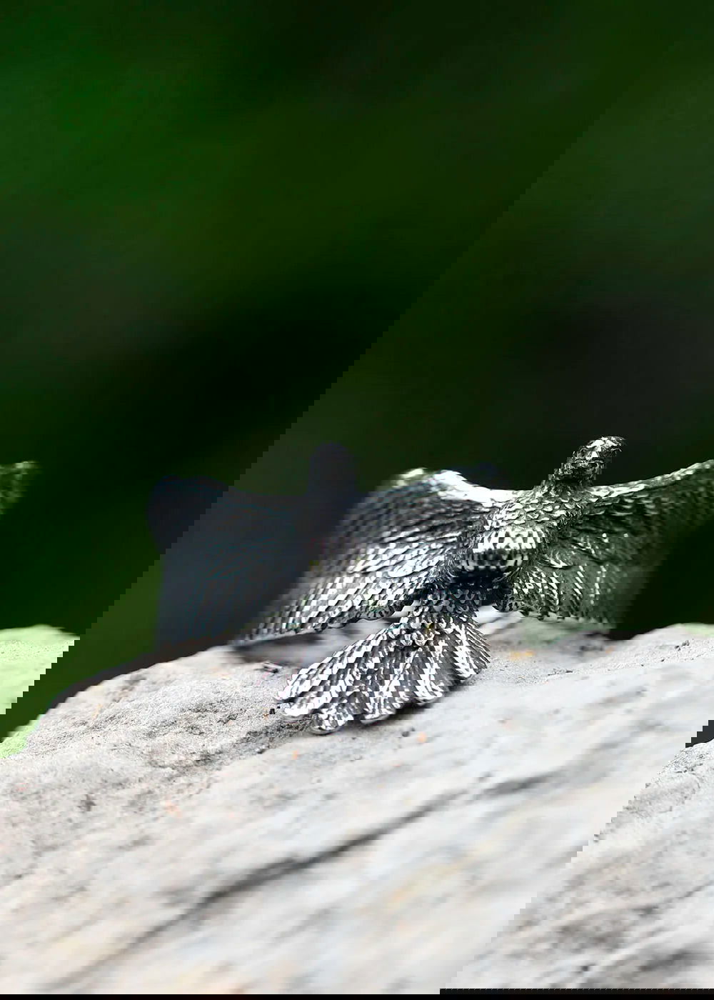 Flying Eagle Ring Mens Wraparound Wings - Stainless Steel Silver - Unisex - That Rock Aesthetic
