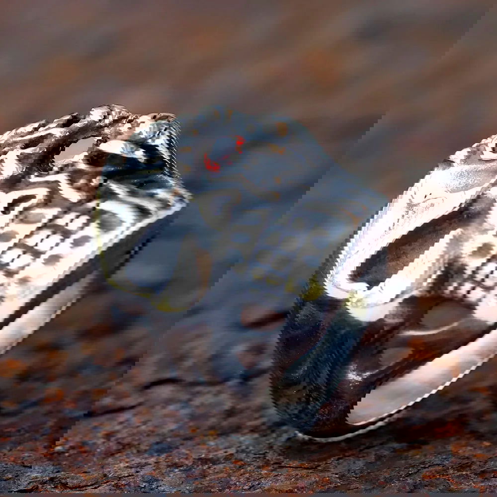 Melting Skull Cyborg Red Eye Terminator Ring Mens - Stainless Steel Silver - Unisex - That Rock Aesthetic