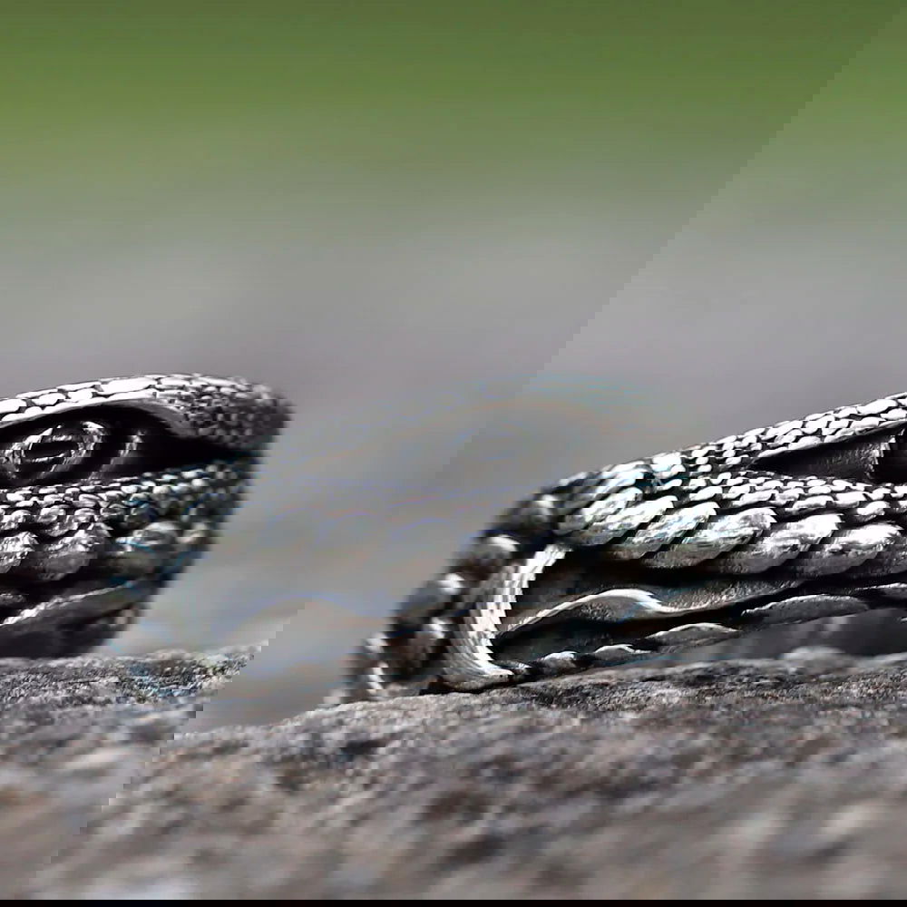 Crocodile Eye Ring Mens - Stainless Steel Silver - Unisex - That Rock Aesthetic